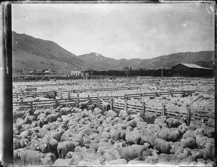 Sheep saleyards, Tolaga Bay, Gisborne region