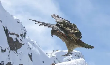Image: Kea