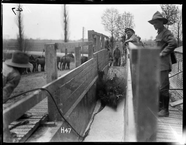 Horse dipping in the New Zealand Divisional horse dip