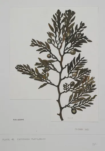 Image: Watercolour illustration of Cystophora Platylobium seaweed specimen, Plate 43 from 'Seaweeds of New Zealand'