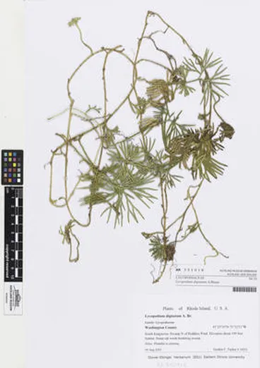 Image: Diphasiastrum digitatum