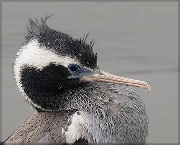Image: Spotted Shag