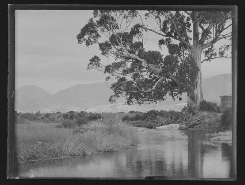 Blue gum tree, Appleby