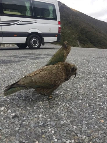 Image: Kea