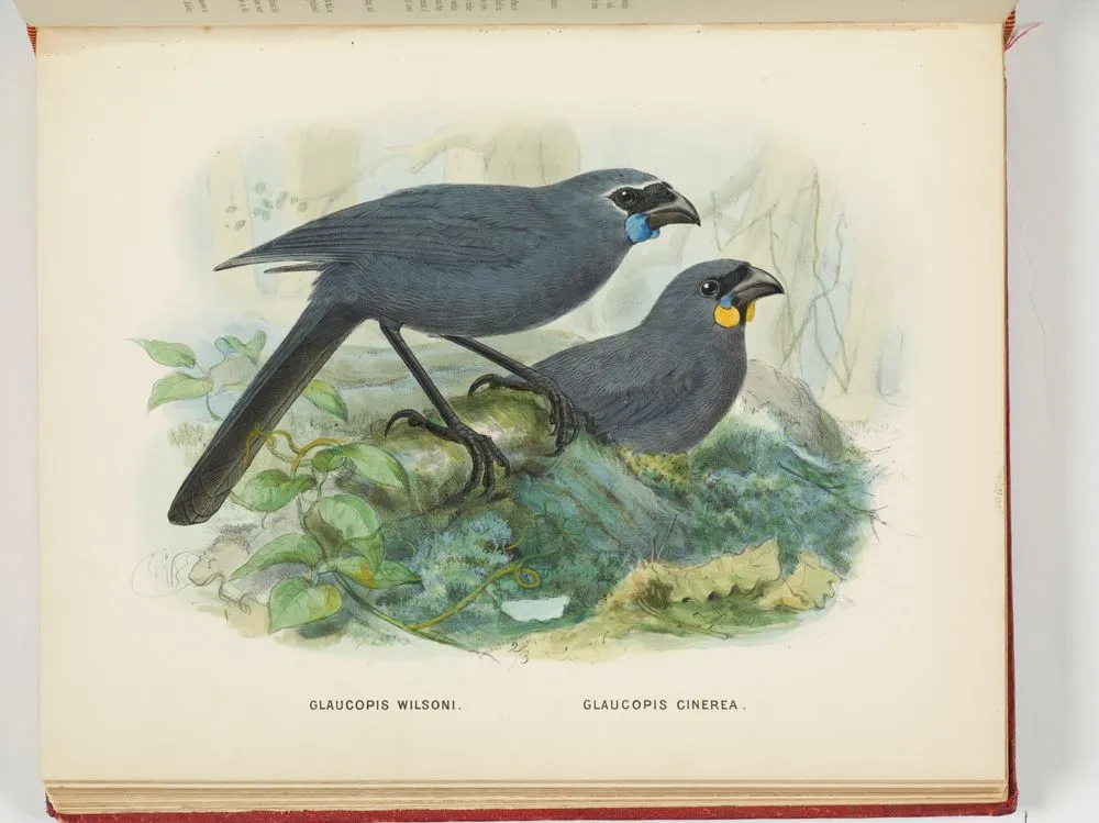 Glaucopis wilsoni and Glaucopis cinerea. Plate 17. From the book A history of the birds of New Zealand.