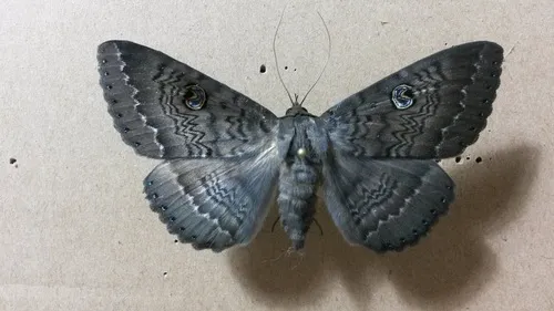Northern Wattle Moth
