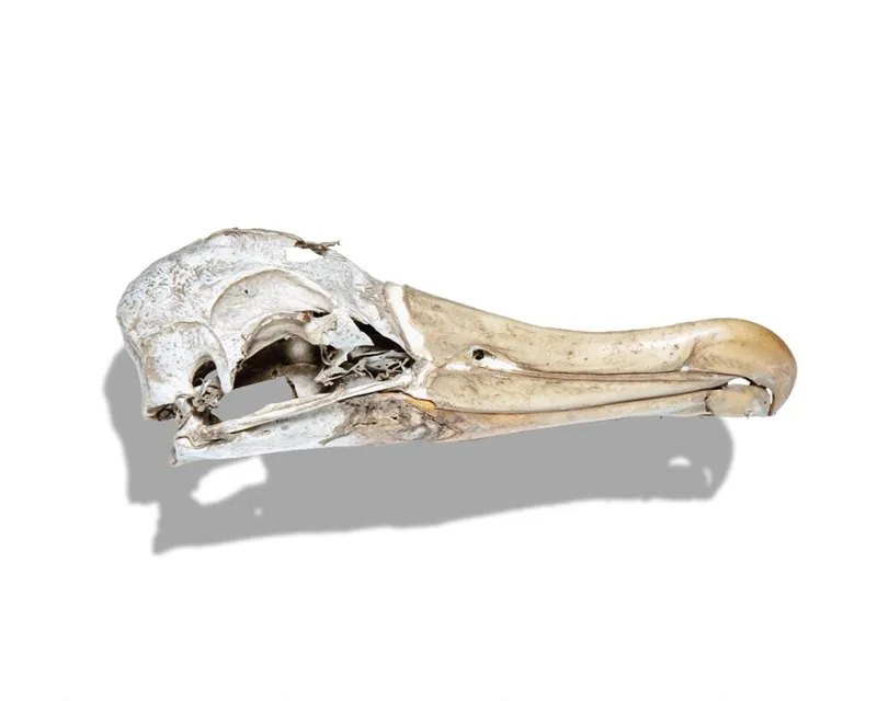 Albatross Skull