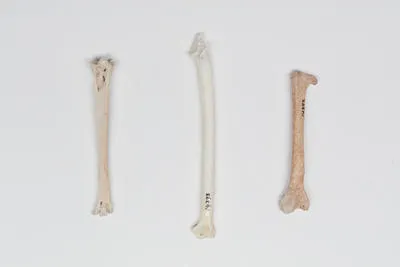 Corvus moriorum - Chatham Island Raven