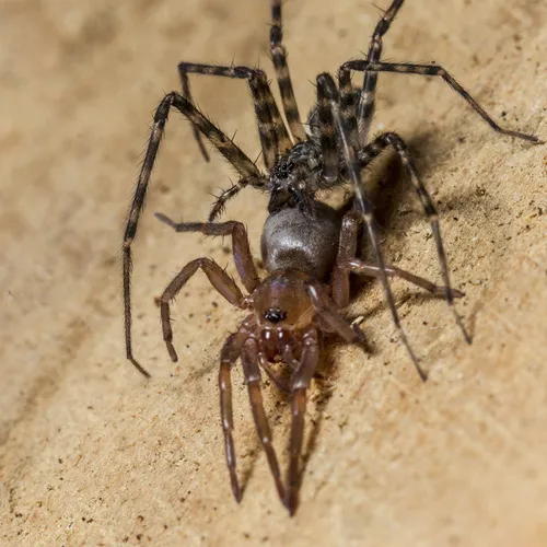 Sombrero Spider (Stiphidion facetum)