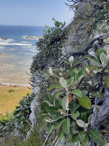 Image: Marlborough Rock Daisy