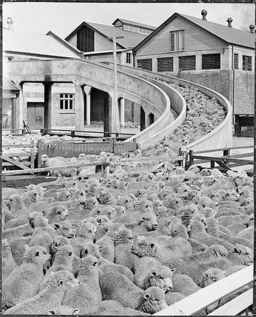 Image: CFM freezing works, Belfast, Christchurch