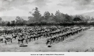 Image: Remount depot, World War I, on Gibbons Street.
