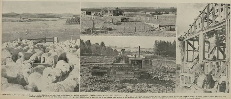 Pictures taken recently at the Waikite and Tokoroa blocks, near Rotorua