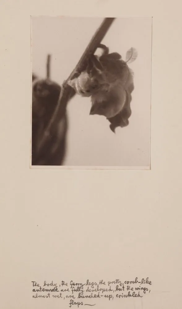 [Hatching moth]. From the portfolio: Birth of a Beauty: The Hatching of the Emperor Gum Moth Antheraea eucalypti