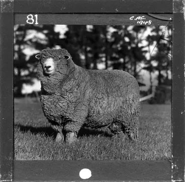 Image: NZ Agriculture Slides-1948-49_081