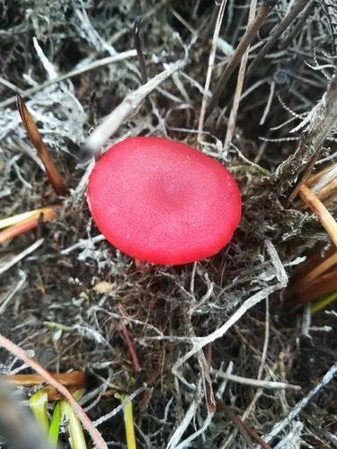 Vermilion Waxcap