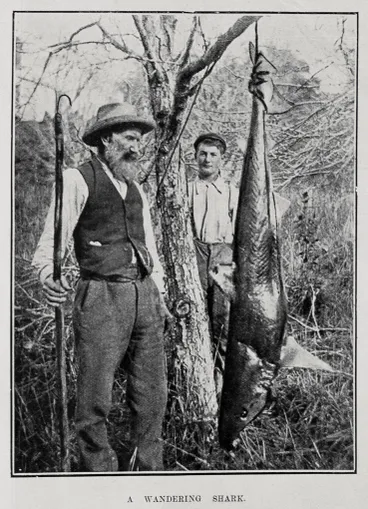 Image: A WANDERING SHARK