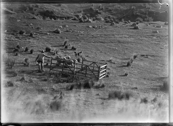 Sheep mustering, with a farmer working with his sheep dog to get the sheep into the pen