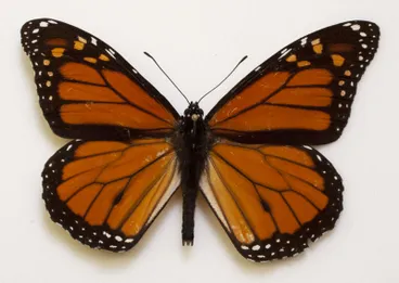 Image: Butterfly, Monarch