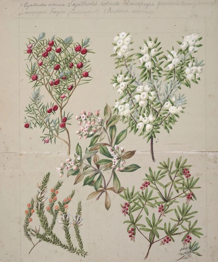 [Cythodes acerisa; Cyathodes robusta; Leucopogan fasculatum; Leucopogan Frazeri; Archeria racemosa]