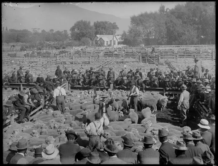 Sheep sale, Stockyards [Christchurch?]