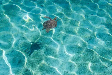 Chelonia mydas (Green Turtle) at Vuata Vatoa, Fiji during the 2017 South West Pacific Expedition. Image: Chelonia mydas (Green Turtle) at Vuata Vatoa, Fiji during the 2017 South West Pacific Expedition.