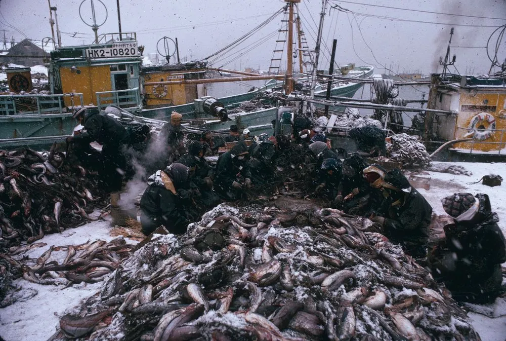 Furubira fish market, Shakotan Peninsula, Hokkaido. Taken for a series on Japan for 'Life'