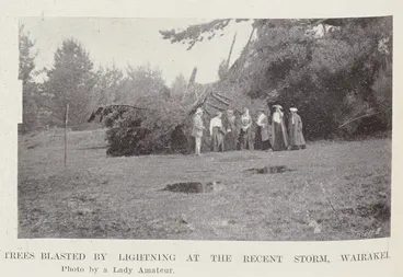 Image: Trees blasted by lightning at the recent storm, Wairakei