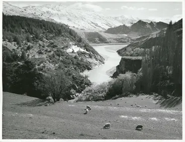 Image: Otago - Shotover River