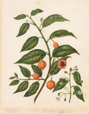 Image: N.Z. Passionfruit, Kohia
