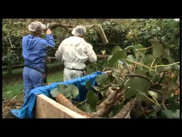 Image: Psa research at Plant & Food Research, update 1.