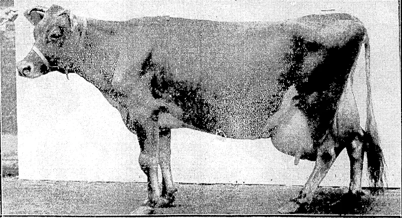 CHAMPION JERSEY COW.—Lady Spotted Peark a Jersey cow tohose owner claims a world's record for her breed in any public butler test by giving a one-day test on 19th October of 67.411b. /_f gallons) of milk, ivhich made 4lb. 2oz. of butter. For two years in succession Lady Spotted Pearl, owned by Mr. R. C. Berkley, of Worcester, England, has won the National Milk and the National Butter Cliallenge Cups, and is the holder of the British Dairy Farmers' Supreme Individual Championship Challenge Trophy. (Evening Post, 26 November 1931)