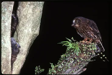 Image: Morepork (Ninox novaeseelandiae)