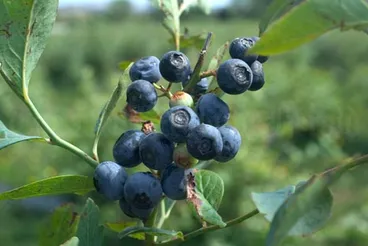 Image: Blueberries