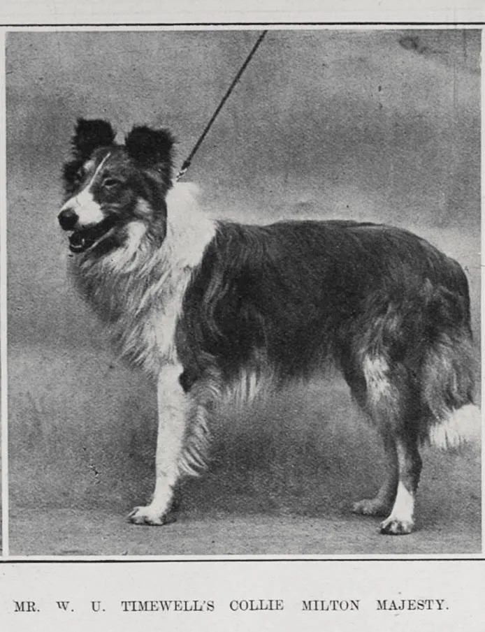 MR. W. U. TIMEWELL'S COLLIE MILTON MAJESTY