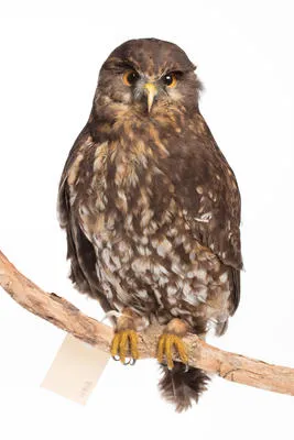Ninox novaeseelandiae - Morepork - Ruru