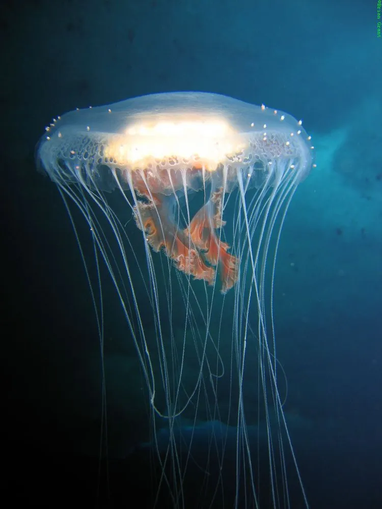 Large jellyfish (Diplulmaris antarctica) at Cape Armitage.