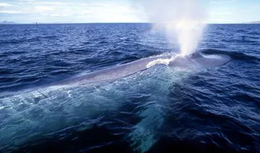 Image: Blue whale blowing
