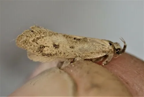 Tingena apertella