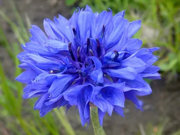Image: Centaurea cyanus L. - Blue bottle, Cornflower