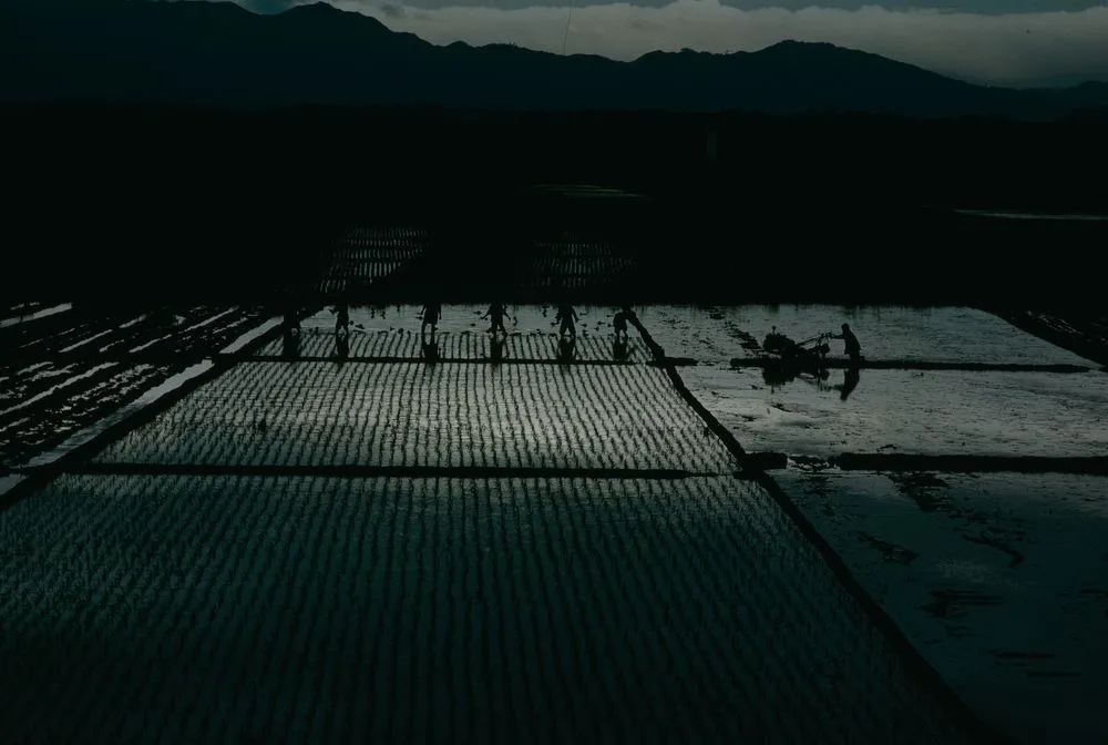 Japan Series: Rice Paddies