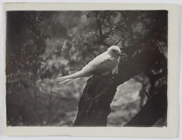 Image: White tern on nest, Raoul Island, Kermadec Islands