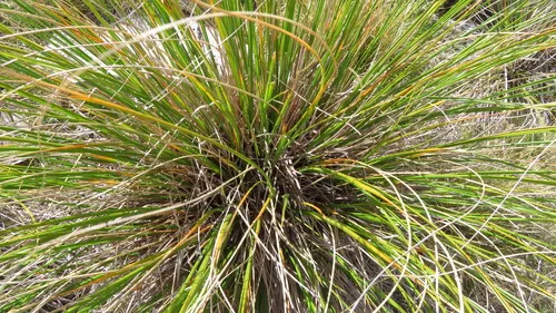 Chionochloa flavescens brevis