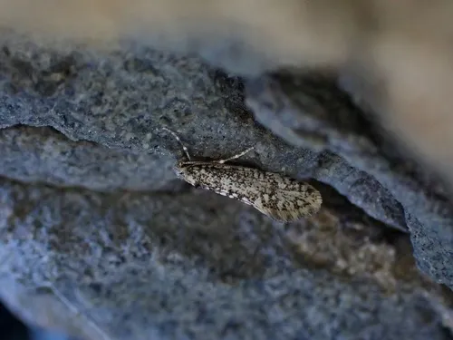 Scoriodyta rakautarensis
