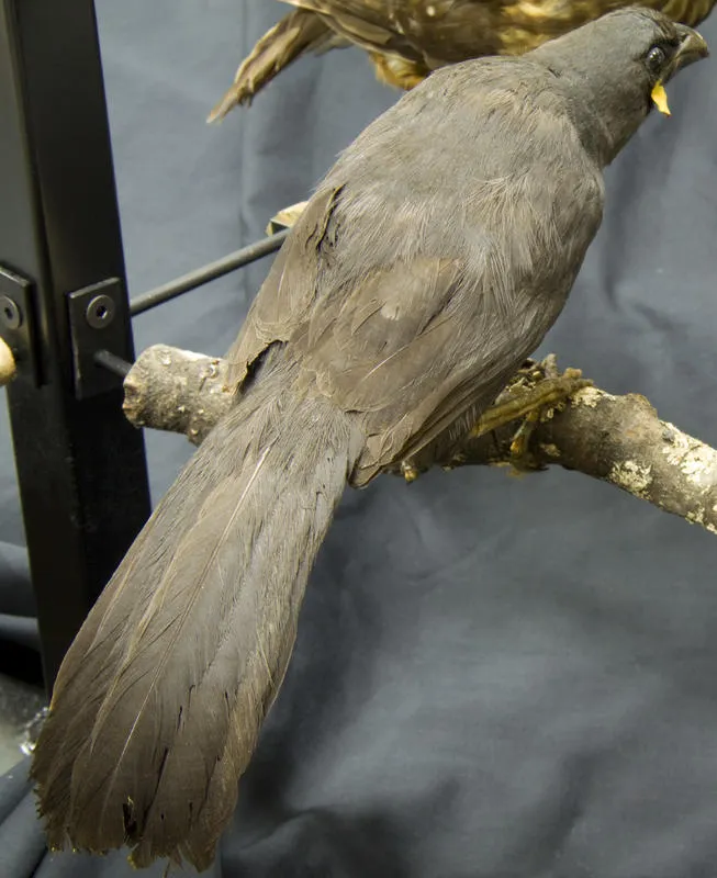 Kōkako, South Island