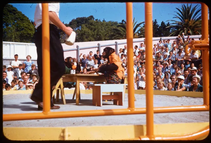 Chimpanzees Tea Party Auckland Zoo, 1958?