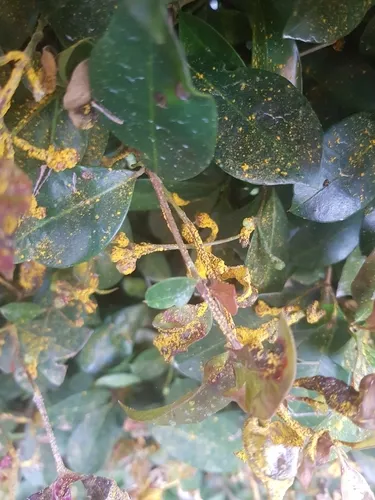 Myrtle Rust