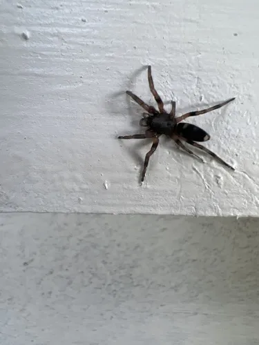 White-tailed Spiders