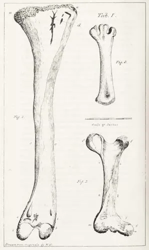 Moa bones
