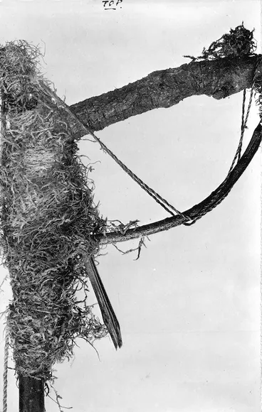 Image: Maori bird snaring perch